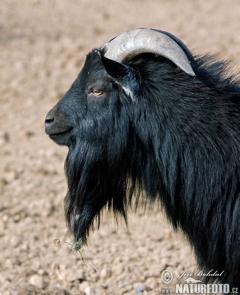 Koza domáca (Capra aegagrus hircus)