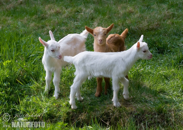 Koza domáca (Capra aegagrus hircus)