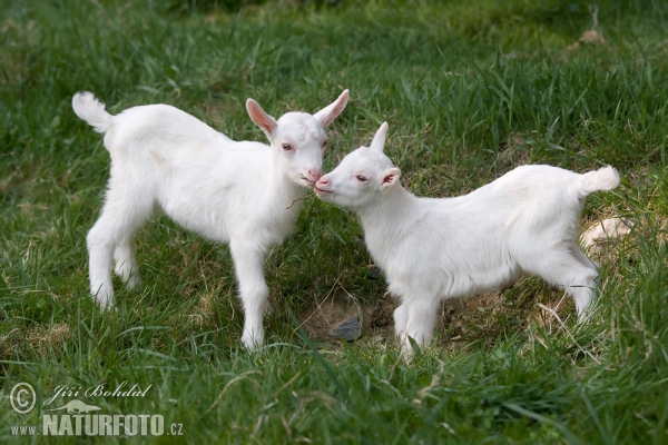 Koza domáca (Capra aegagrus hircus)