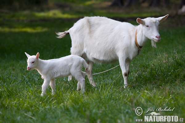 Koza domáca (Capra aegagrus hircus)