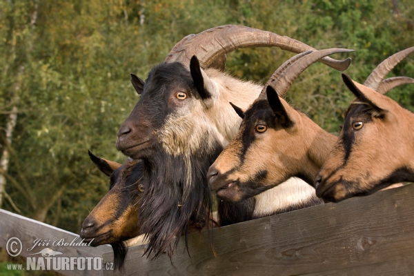 Koza domáca (Capra aegagrus hircus)