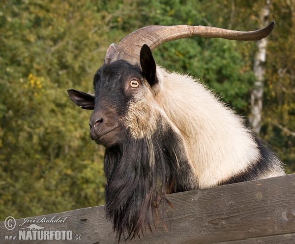 Koza domáca (Capra aegagrus hircus)