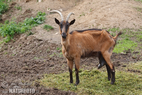 Koza domáca (Capra aegagrus hircus)