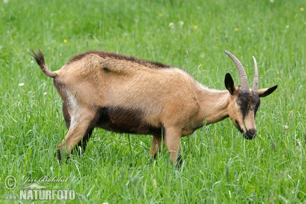 Koza domáca (Capra aegagrus hircus)