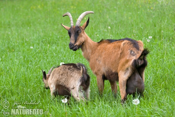 Koza domáca (Capra aegagrus hircus)