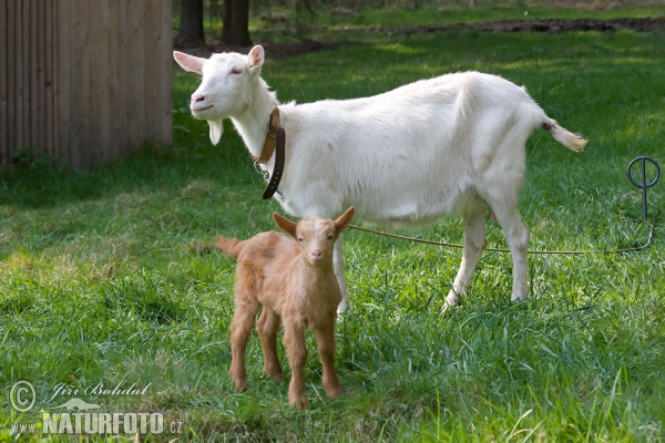 Koza domácí (Capra aegagrus hircus)