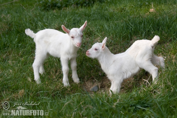 Koza domácí (Capra aegagrus hircus)