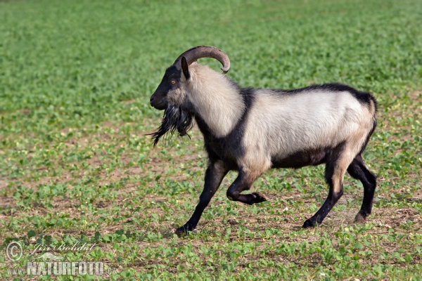 Koza domácí (Capra aegagrus hircus)