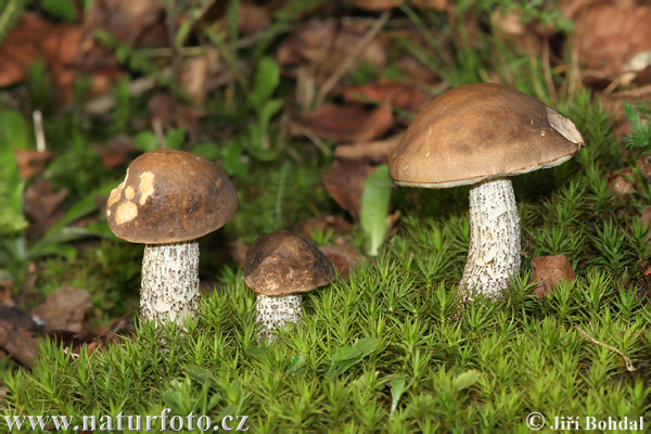 kozák brezový (Leccinum scabrum)