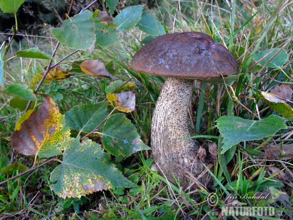 Kozák březový (Leccinum scabrum)