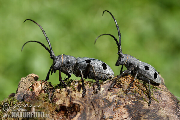 Kozlíček (Morimus funereus)