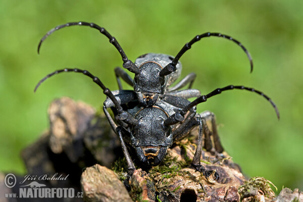 Kozlíček (Morimus funereus)
