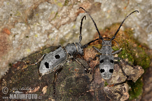 Kozlíček (Morimus funereus)