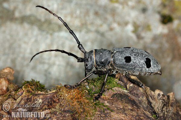 Kozlíček (Morimus funereus)