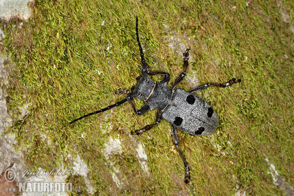 Kozlíček (Morimus funereus)