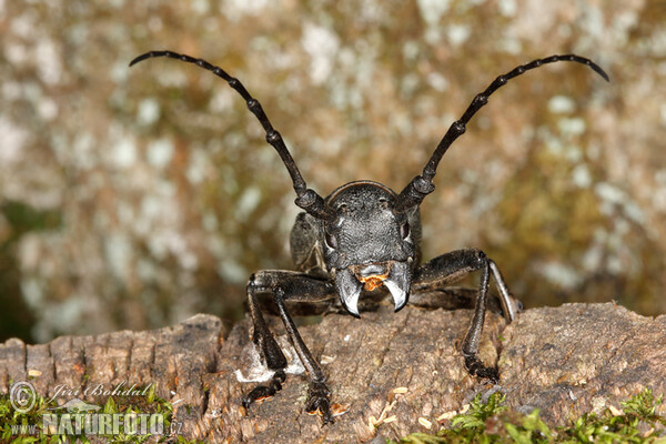 Kozlíček (Morimus funereus)