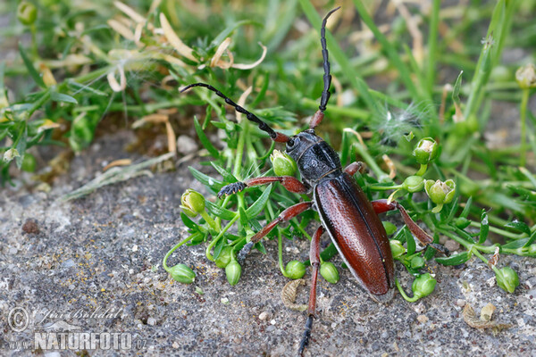 Kozlíček hnědý (Dorcadion fulvum)