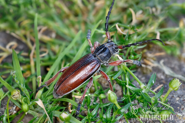 Kozlíček hnědý (Dorcadion fulvum)