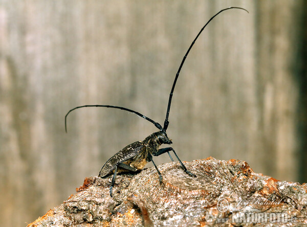 Kozlíček smrkový (Monochamus sutor)