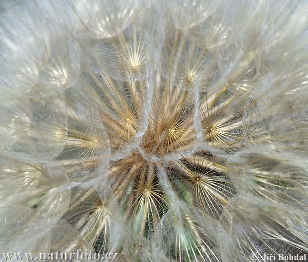 Kozobrada lúčna (Tragopogon pratensis)