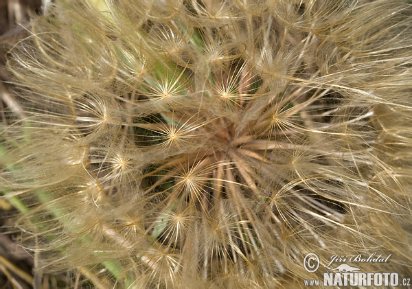 Kozobrada lúčna (Tragopogon pratensis)