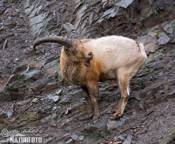 Kozorožec kaukazský (Capra caucasica)