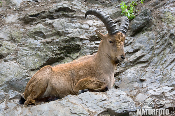 Kozorožec kaukazský (Capra caucasica)