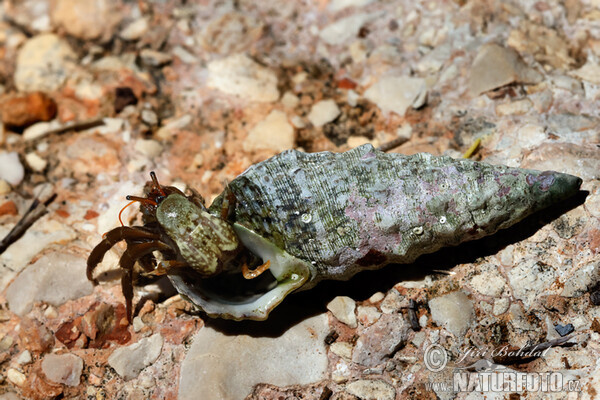 Krab poustevník (Clibanarius erythropus)