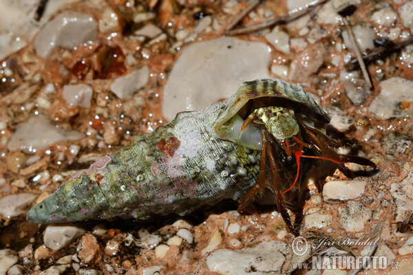 Krab poustevník (Clibanarius erythropus)