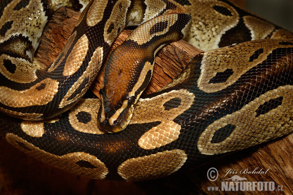 Krajta královská (Python regius)