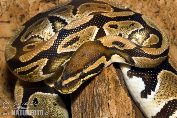 Krajta královská (Python regius)