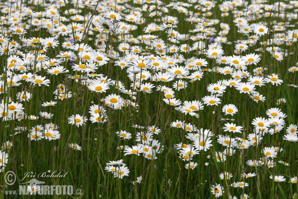 Králik biely (Leucanthemum vulgare)