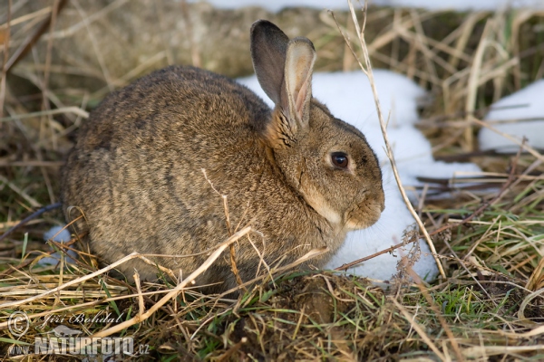 Králík divoký (Oryctolagus cuniculus)