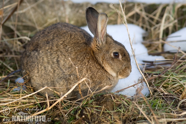 Králík divoký (Oryctolagus cuniculus)