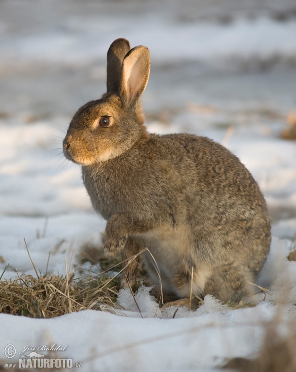 Králík divoký (Oryctolagus cuniculus)