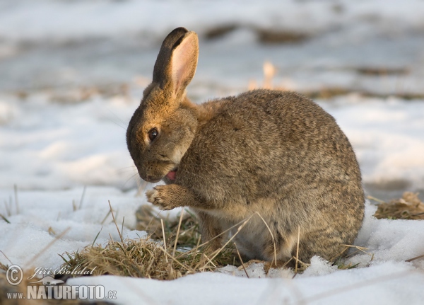 Králík divoký (Oryctolagus cuniculus)