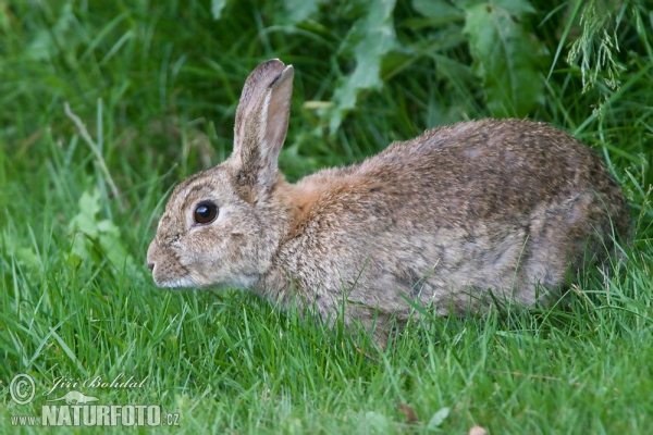 Králík divoký (Oryctolagus cuniculus)