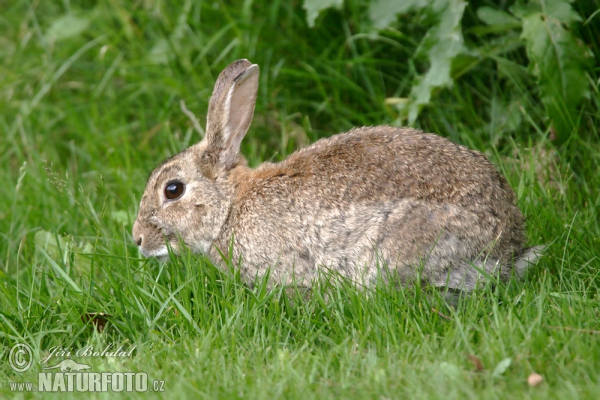 Králík divoký (Oryctolagus cuniculus)