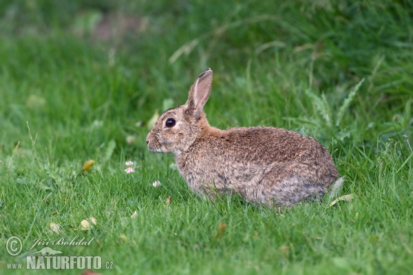 Králík divoký (Oryctolagus cuniculus)