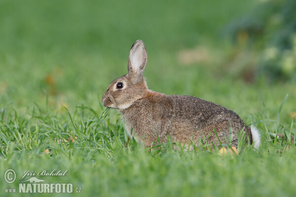 Králík divoký (Oryctolagus cuniculus)