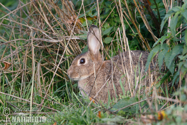 Králík divoký (Oryctolagus cuniculus)