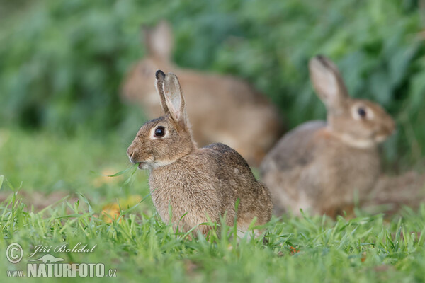 Králík divoký (Oryctolagus cuniculus)