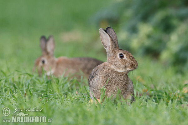 Králík divoký (Oryctolagus cuniculus)