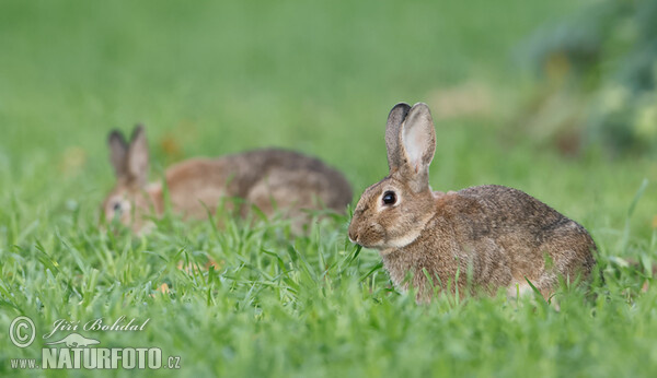 Králík divoký (Oryctolagus cuniculus)