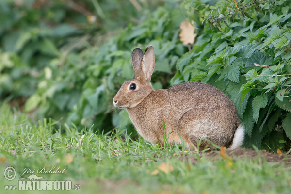 Králík divoký (Oryctolagus cuniculus)