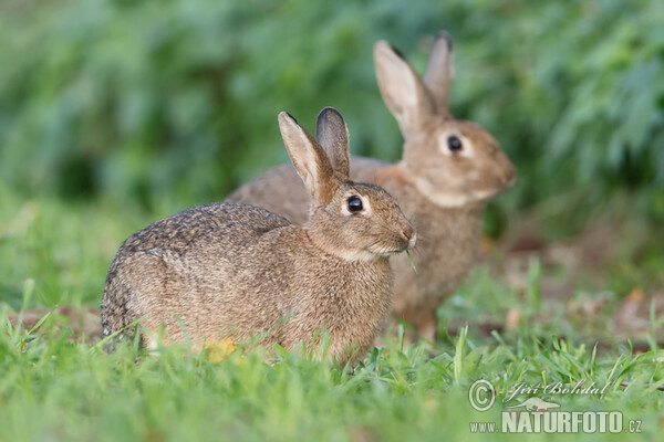 Králík divoký (Oryctolagus cuniculus)