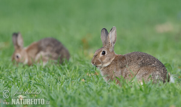 Králík divoký (Oryctolagus cuniculus)