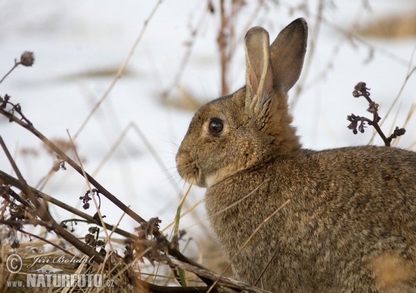 Králik divý (Oryctolagus cuniculus)