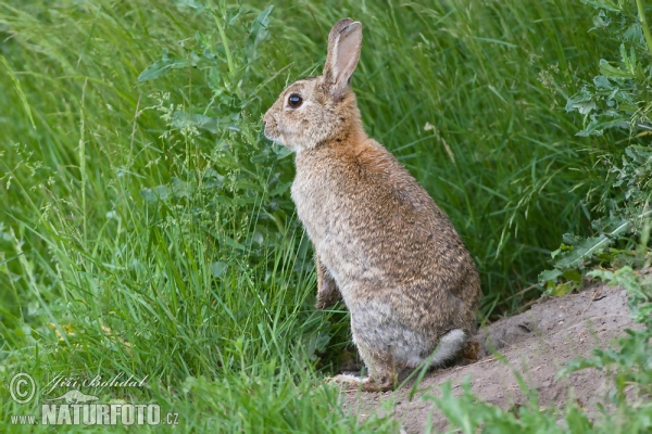 Králik divý (Oryctolagus cuniculus)