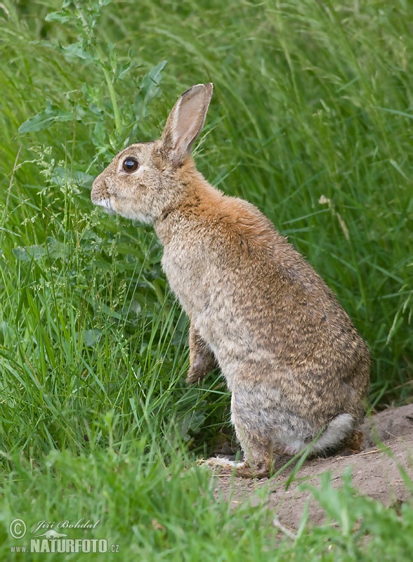 Králik divý (Oryctolagus cuniculus)